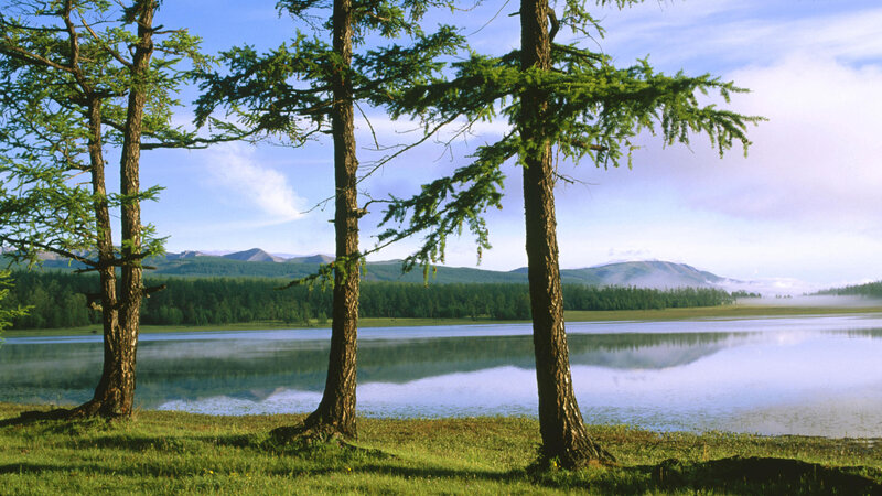 Larch Trees by Lake