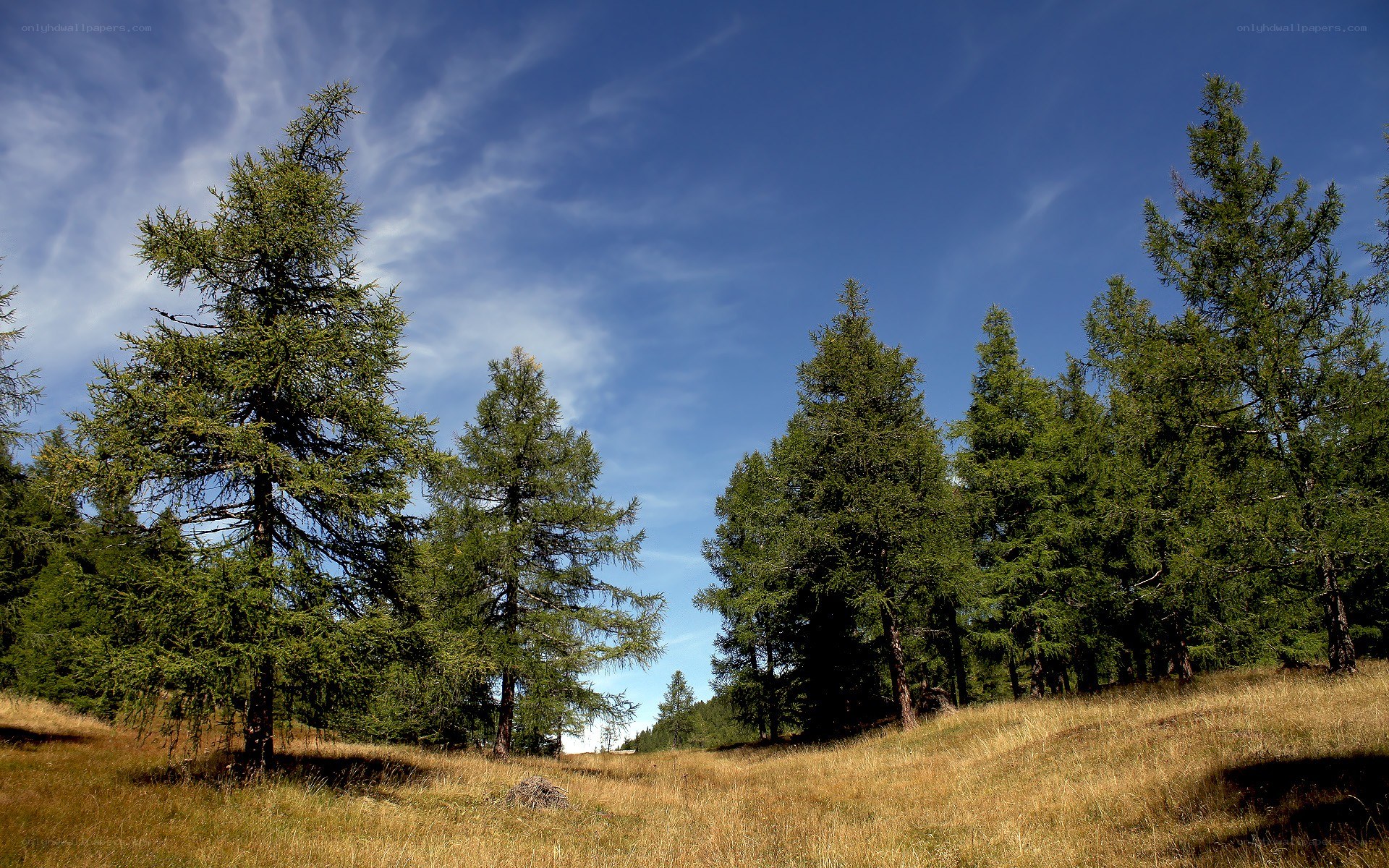 Larch trees in a sunny meadow