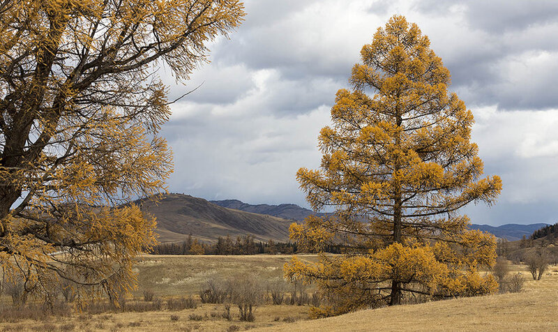 Larch Trees in Autumn