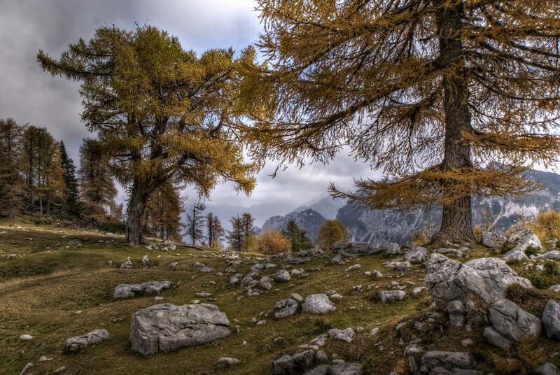 Larch Trees in Mountains