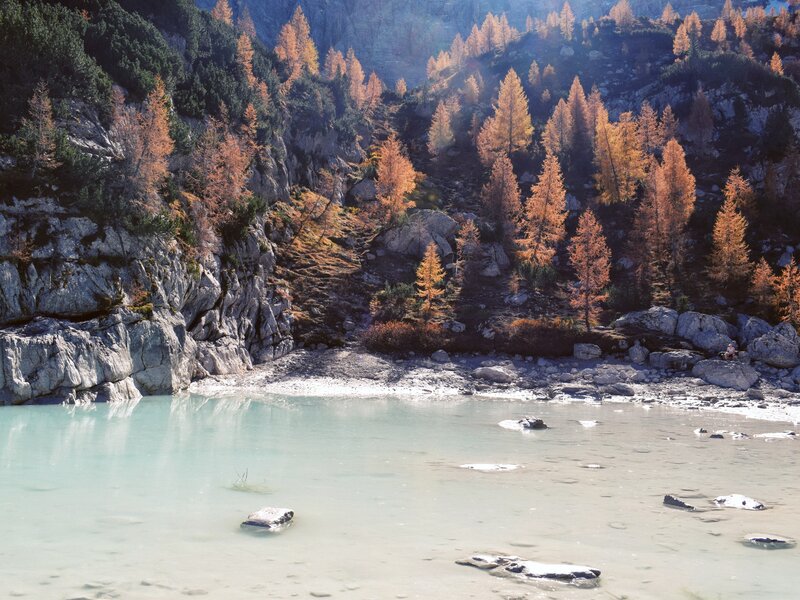 Larch Trees on Mountainside