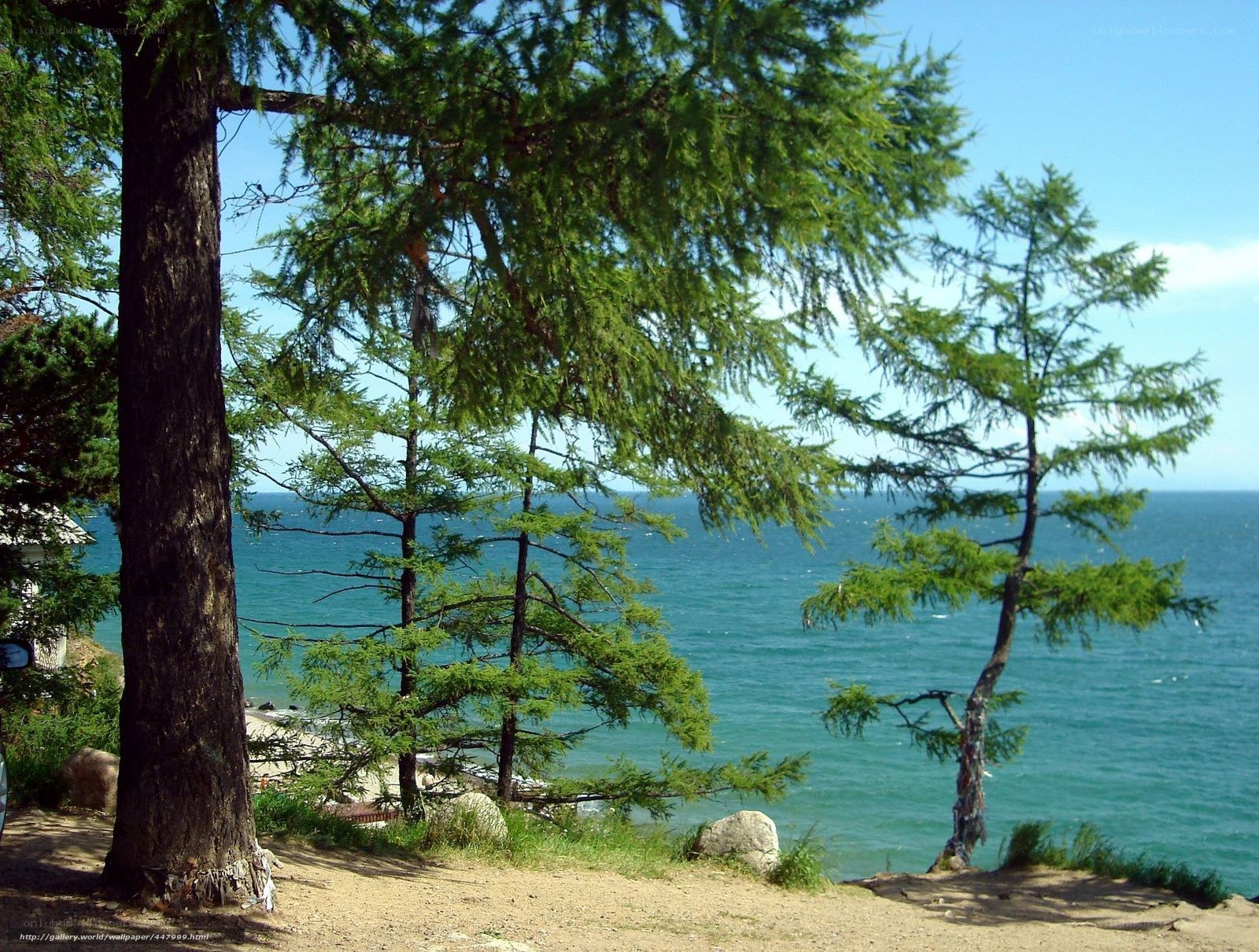 Larch trees overlooking a blue sea