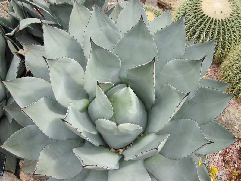Large Agave Plant — Green, Calm