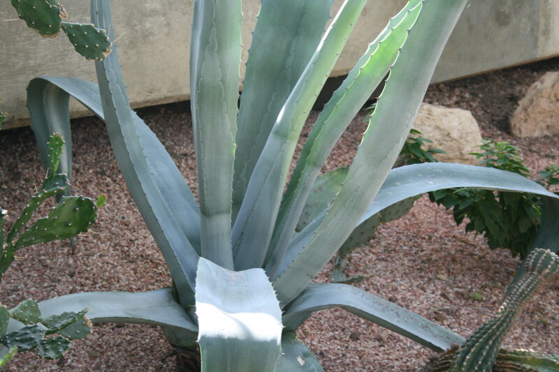 Large Agave Plant — Green