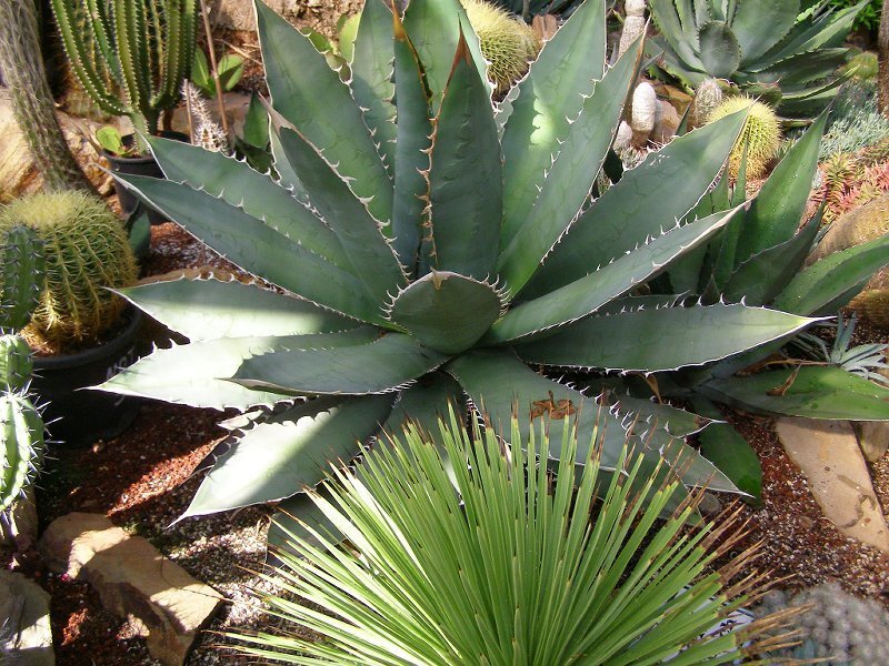 Large Agave Plant