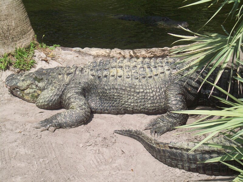 Large Alligator on Sand