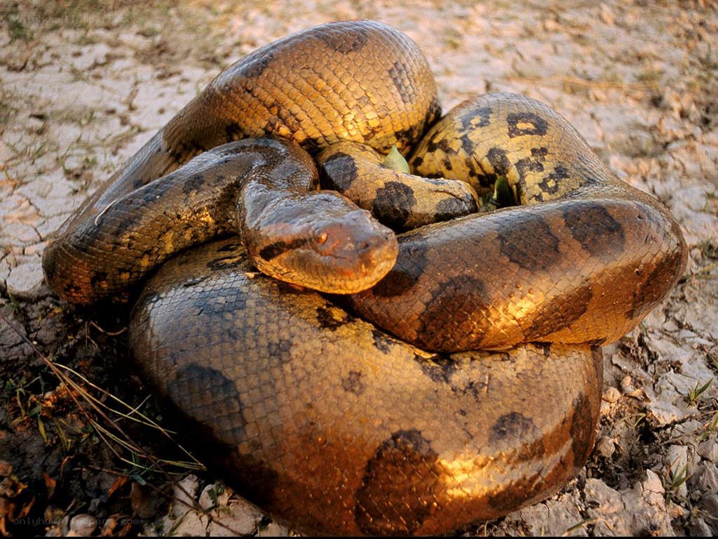 Large anaconda coiled on ground