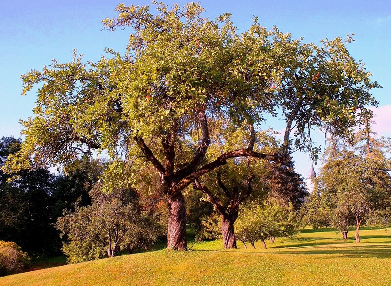 Large Apple Tree