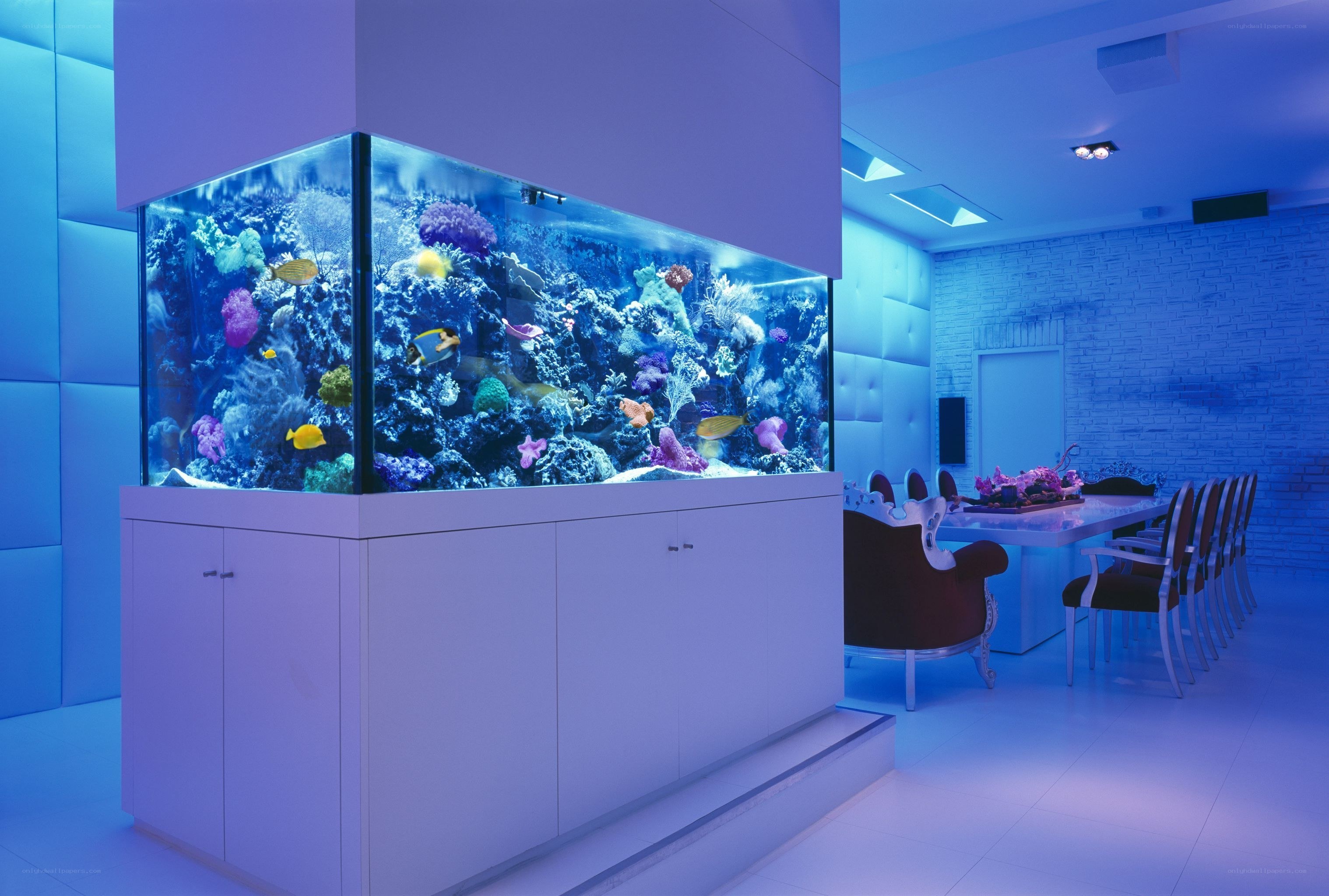 Large aquarium in modern dining room