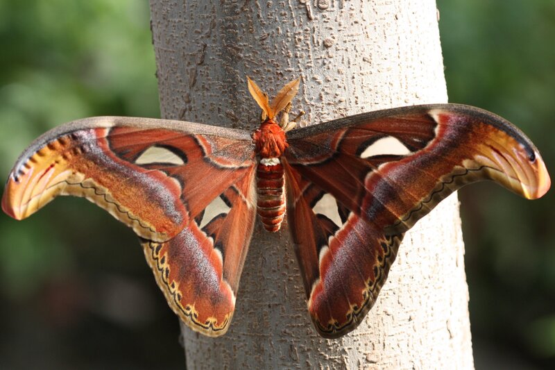 large atlas moth on tree trunk