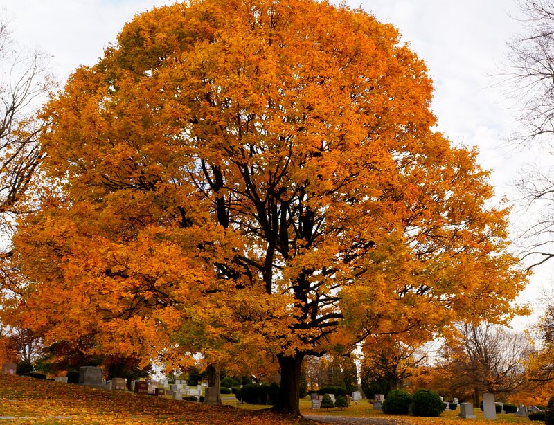 Large Autumn Tree