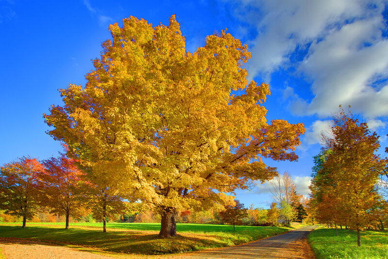 Large Autumn Tree — Yellow