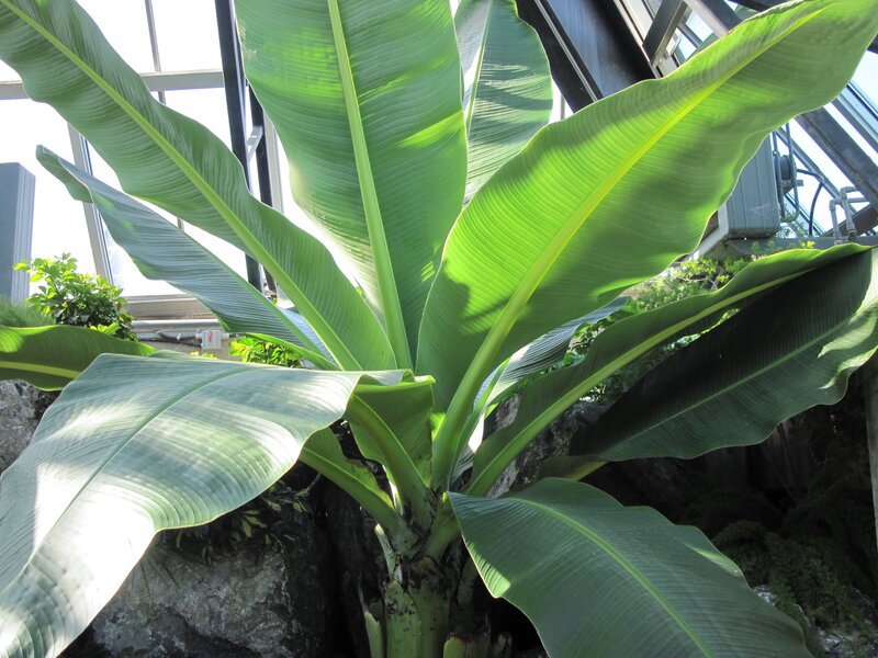 Large Banana Plant