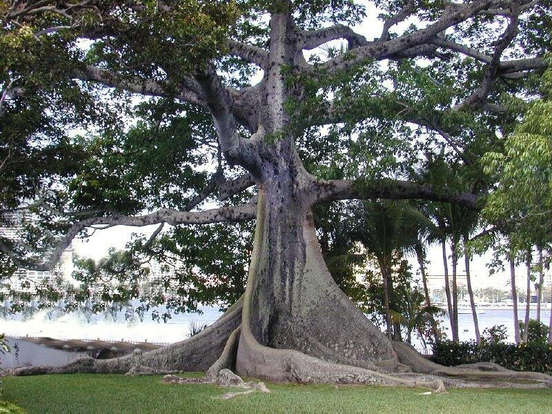 large banyan tree by water