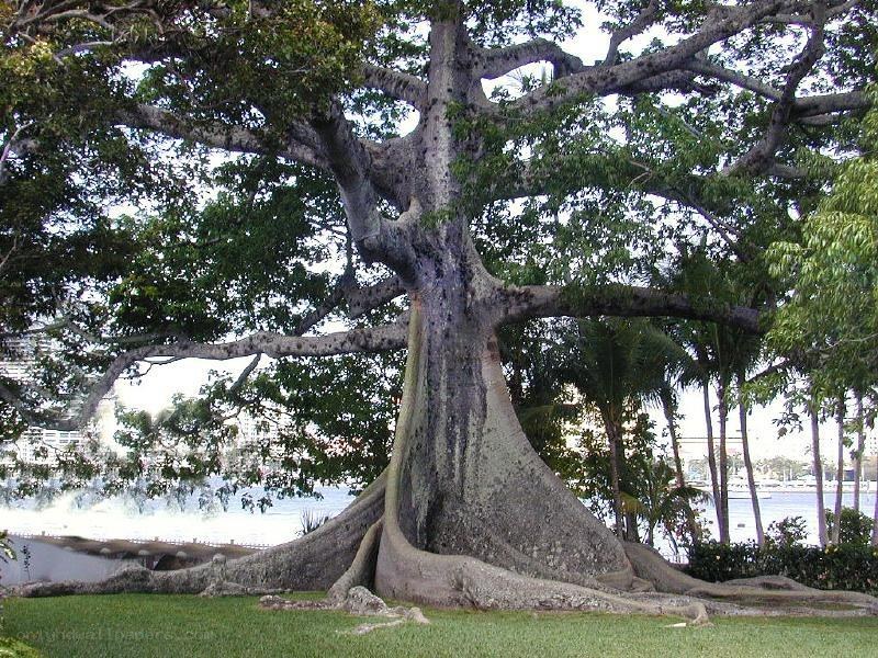 large banyan tree by water