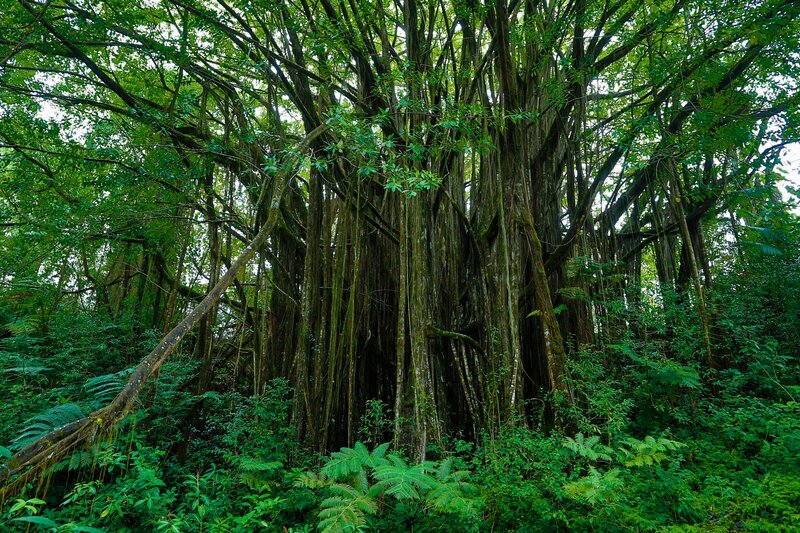 Large Banyan Tree — Green, Dense
