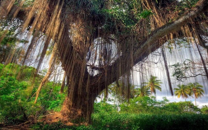 Large Banyan Tree — Green, Dramatic