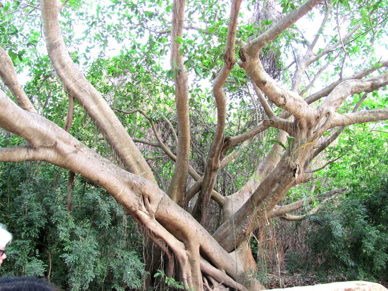 Large Banyan Tree — Green, Natural, Afternoon