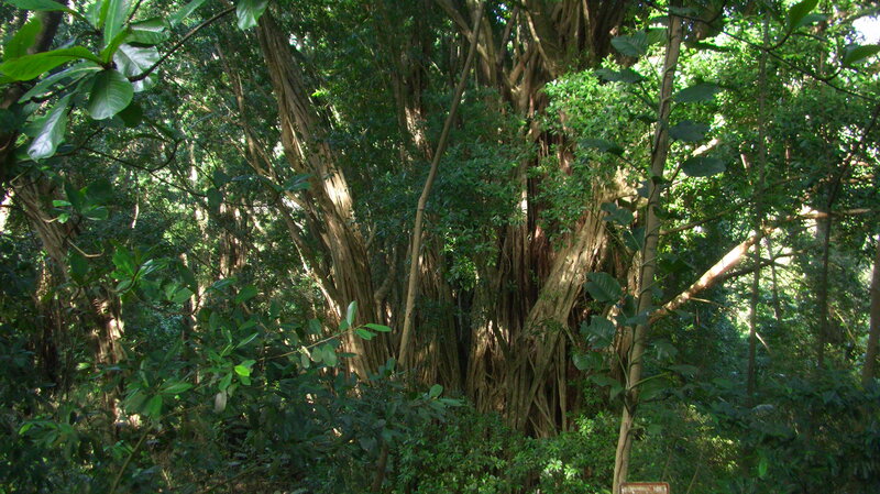Large Banyan Tree — Green, Natural