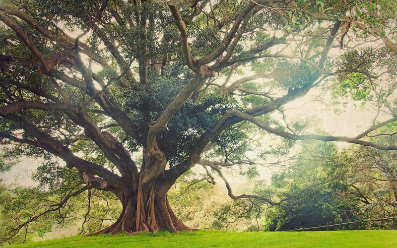 Large Banyan Tree — Green, Serene, Afternoon, Photograph