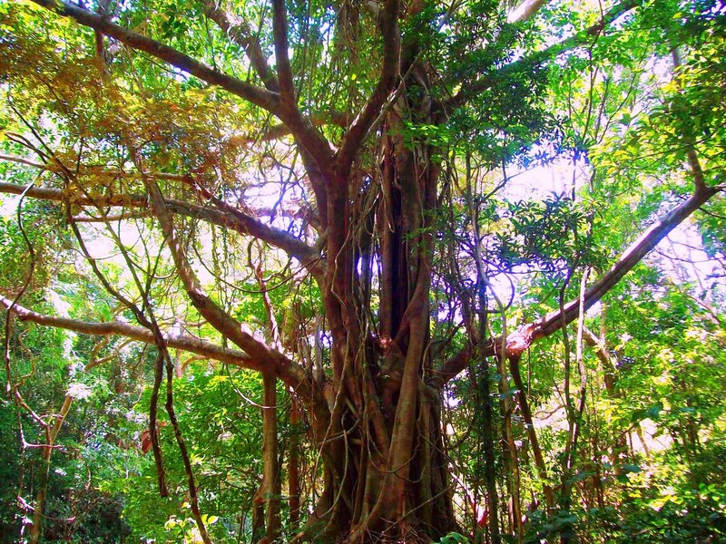Large Banyan Tree — Green, Serene, Afternoon, Photograph, Vines