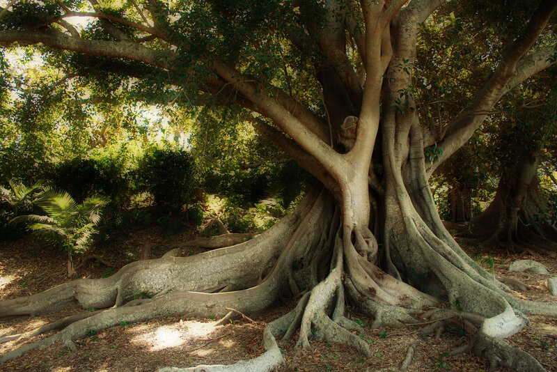Large Banyan Tree — Green, Serene