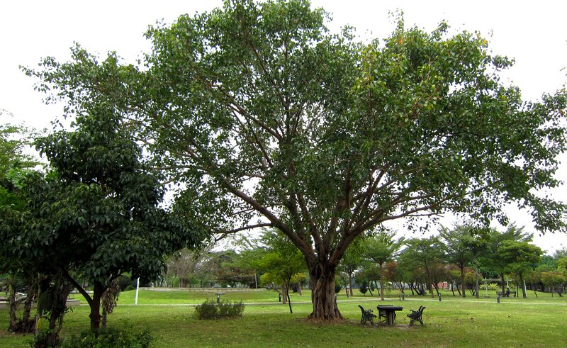 Large Banyan Tree — Green