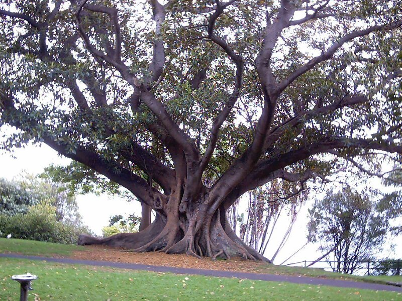 Large banyan tree in park
