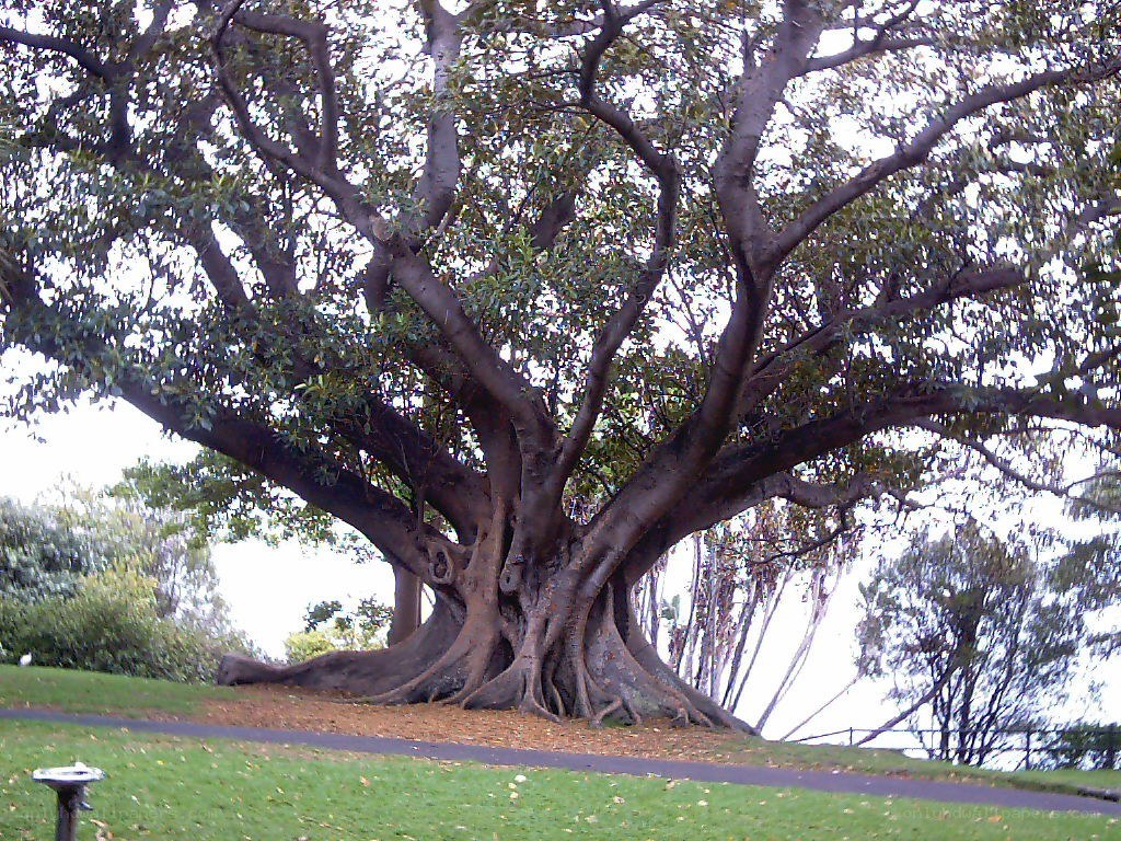 Large banyan tree in park