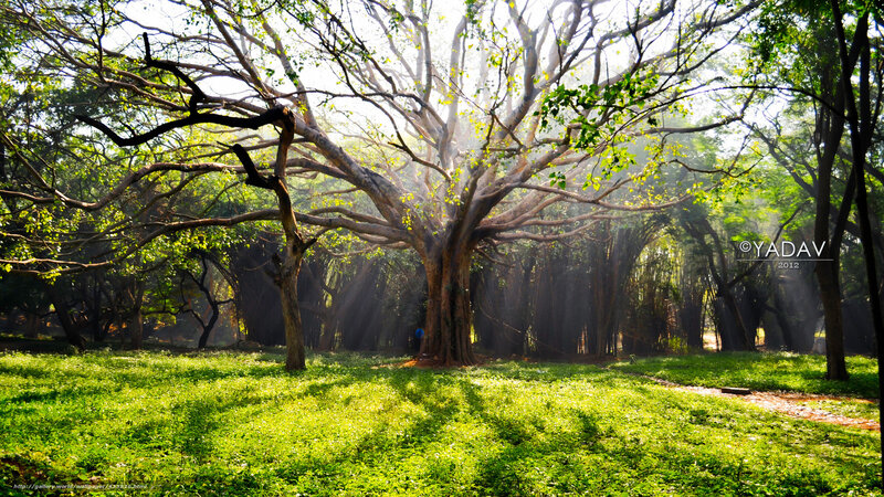 Large Banyan Tree in Park — Green