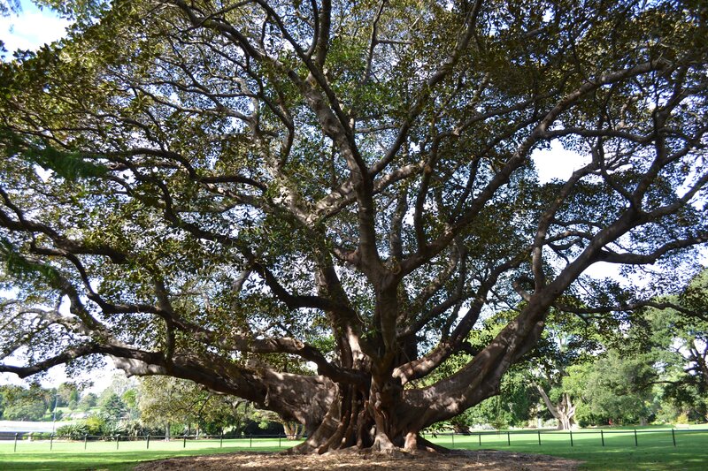 Large banyan tree in park