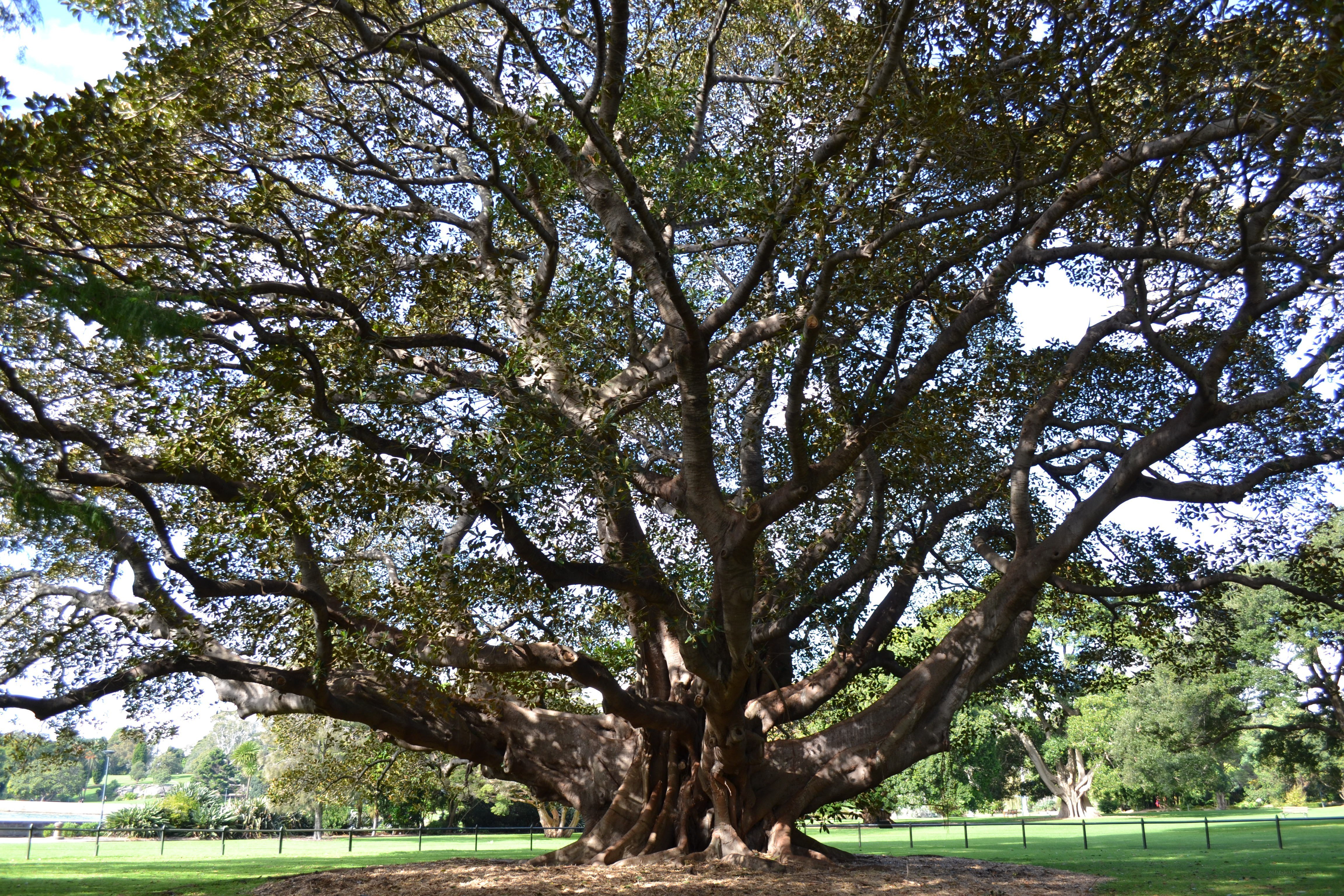 Large banyan tree in park