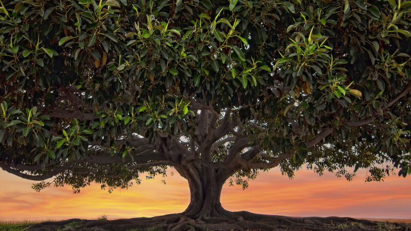 Large Banyan Tree — Orange