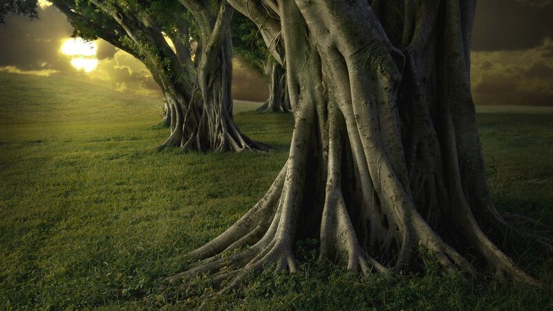Large Banyan Tree Roots
