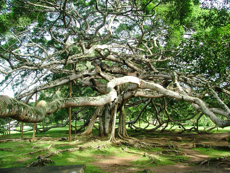 Large Banyan Tree