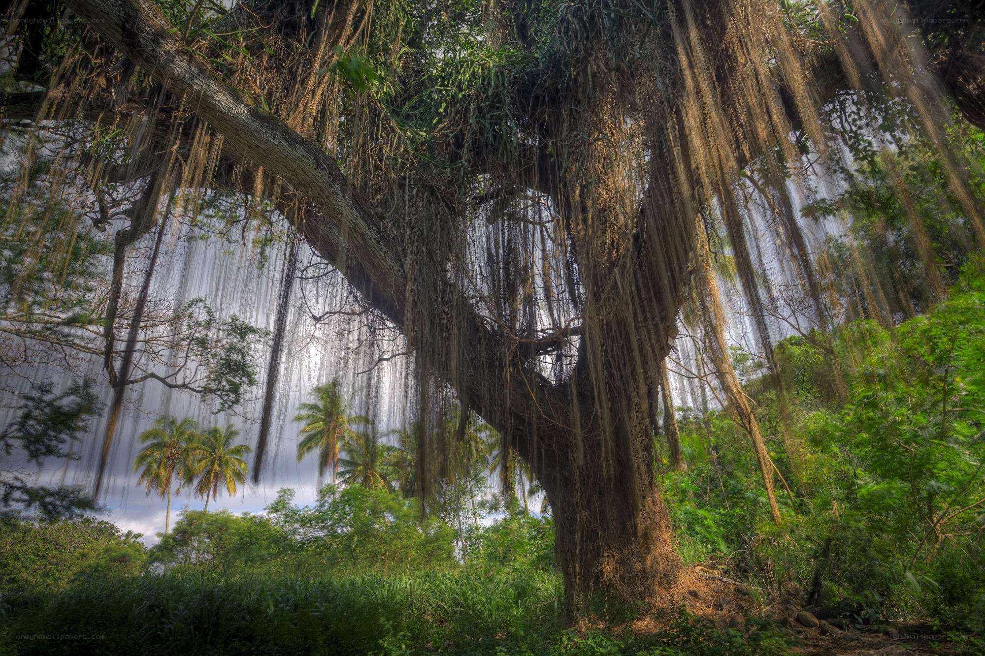 Large banyan tree with aerial roots