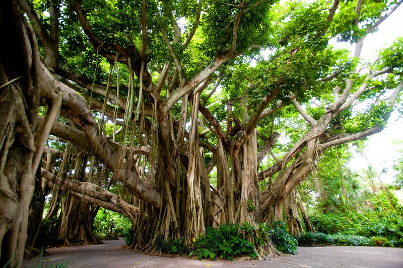 Large banyan tree with aerial roots