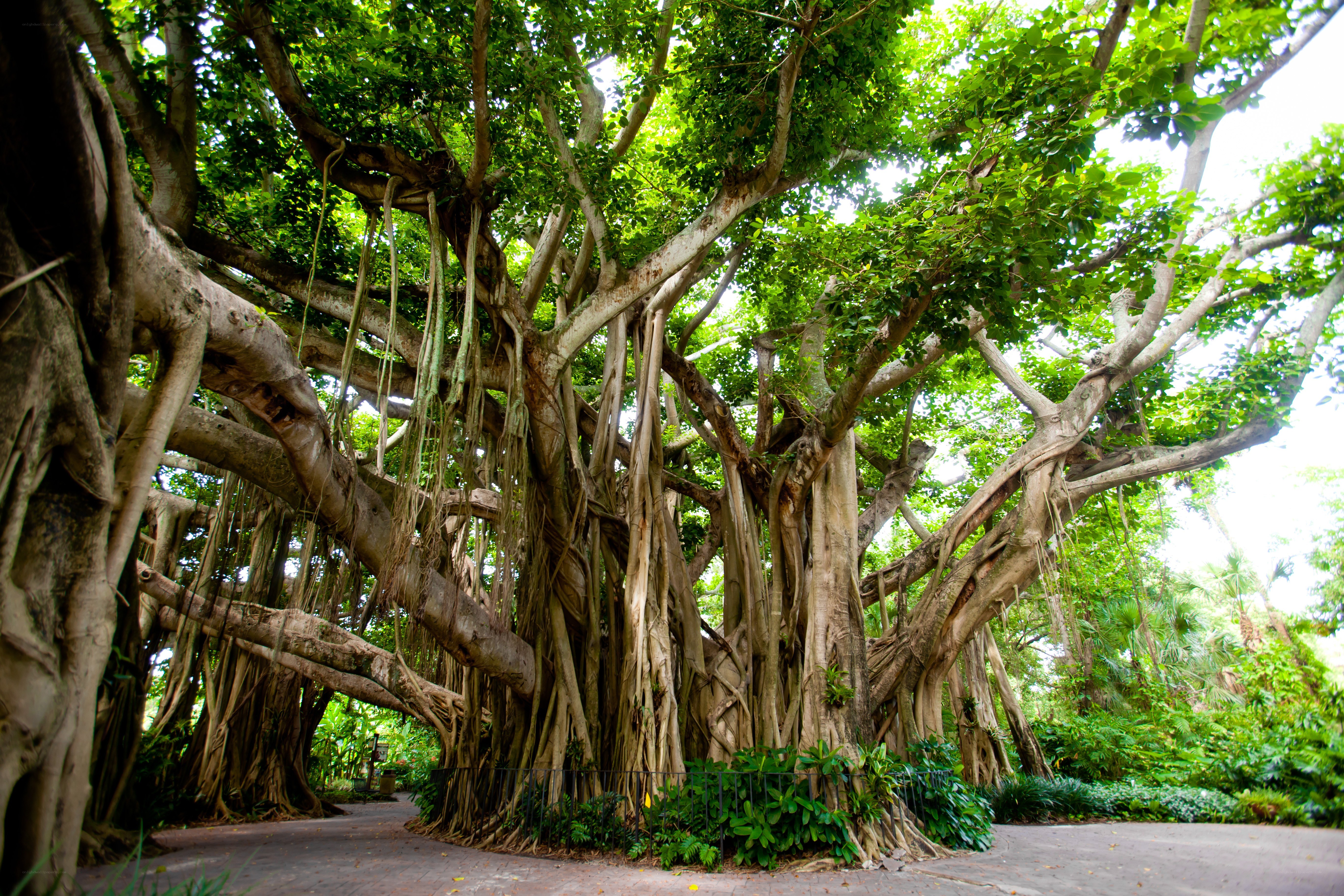 Large banyan tree with aerial roots