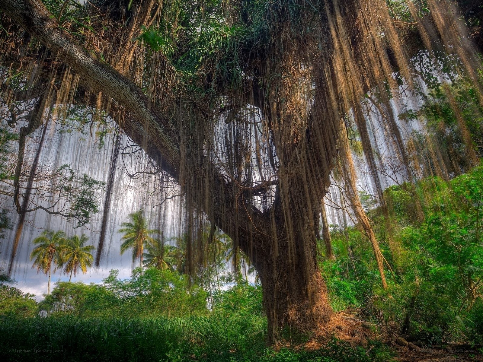 Large banyan tree with aerial roots
