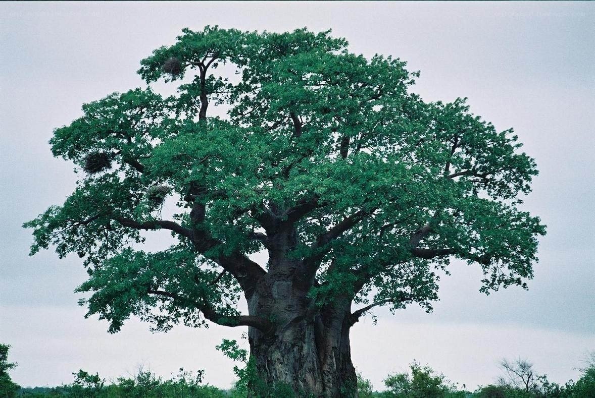 Large baobab tree in savanna