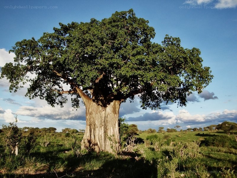 Large baobab tree in savanna