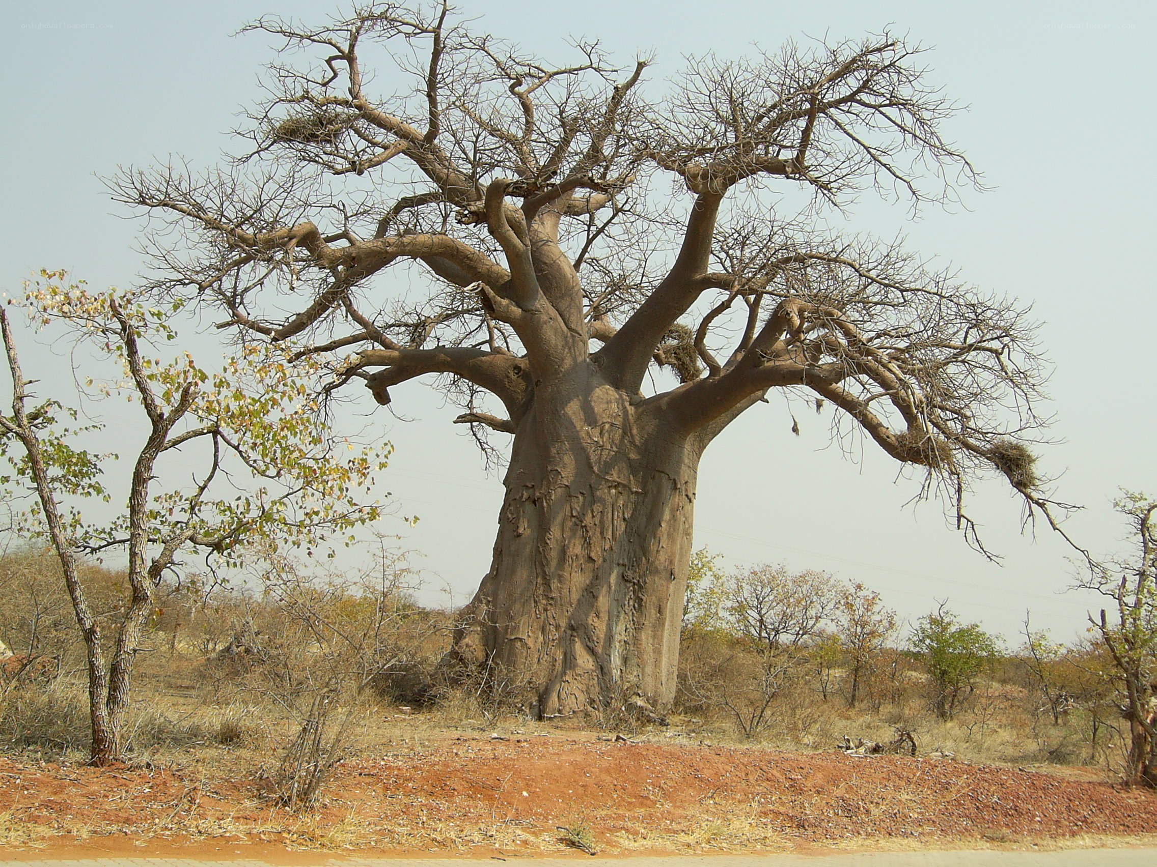 Large baobab tree in savanna