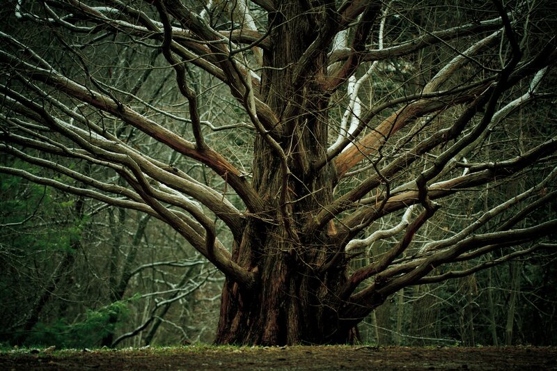 Large Bare Tree — Brown, Dramatic, Winter, Photograph