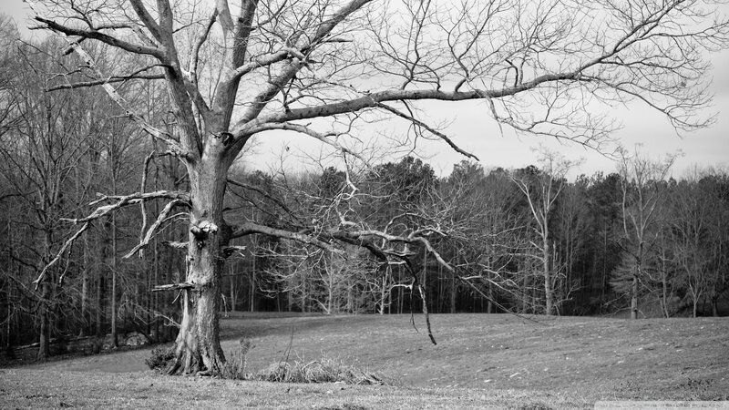 Large Bare Tree in Field — Black, Somber