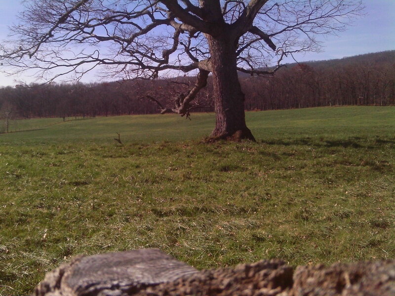 Large Bare Tree in Field