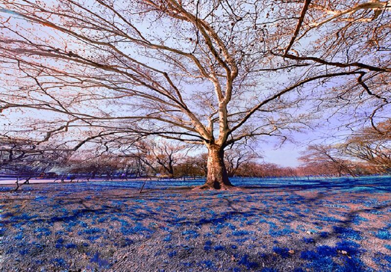 Large Bare Tree