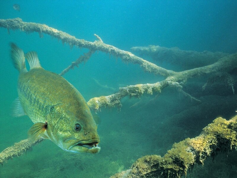 Large Bass Fish
