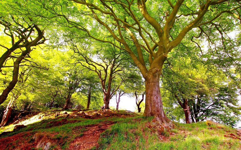 Large Beech Tree — Green, Serene, Afternoon, Photograph