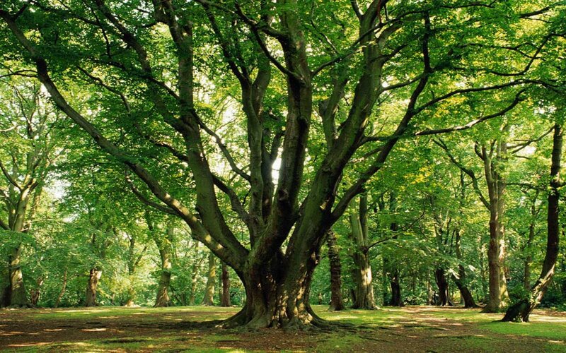 Large Beech Tree — Green, Serene, Afternoon