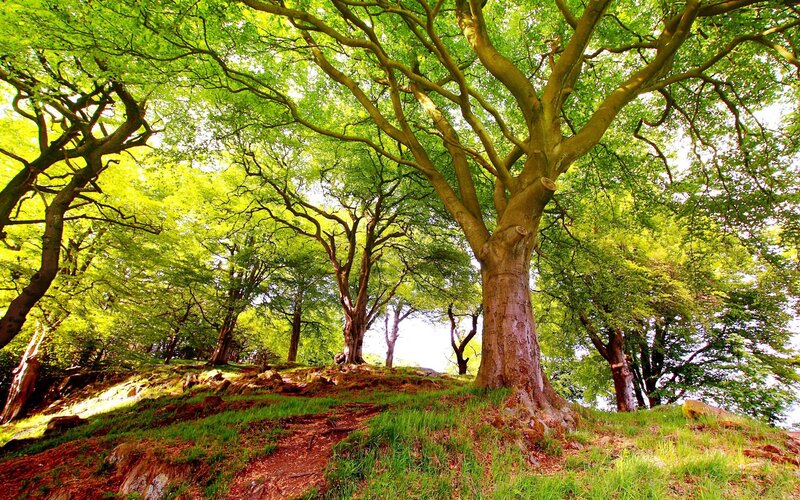Large Beech Tree — Green, Serene